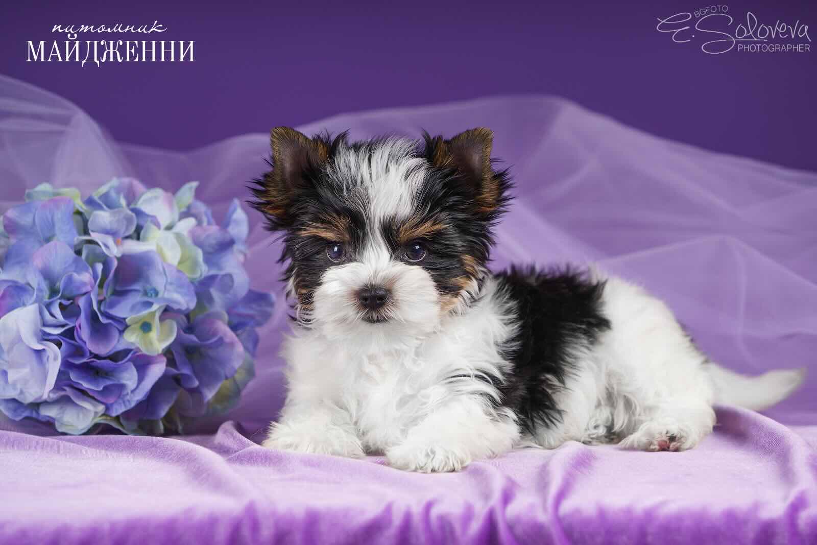 biver-terrier-kupit-shchenka
