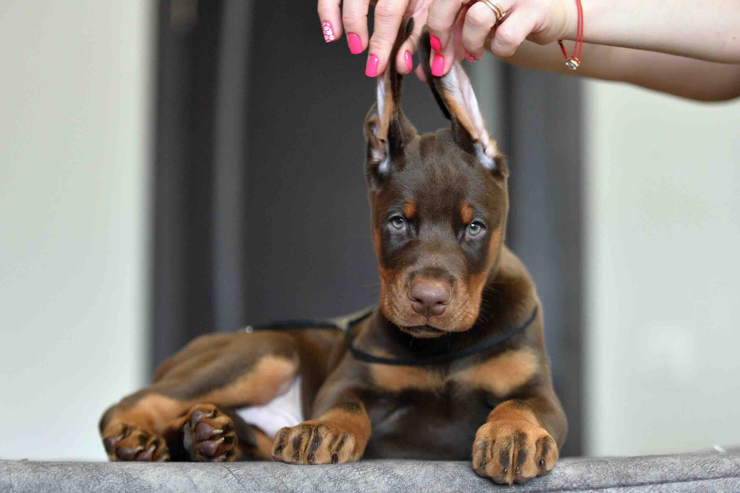 doberman-kupit-shchenka
