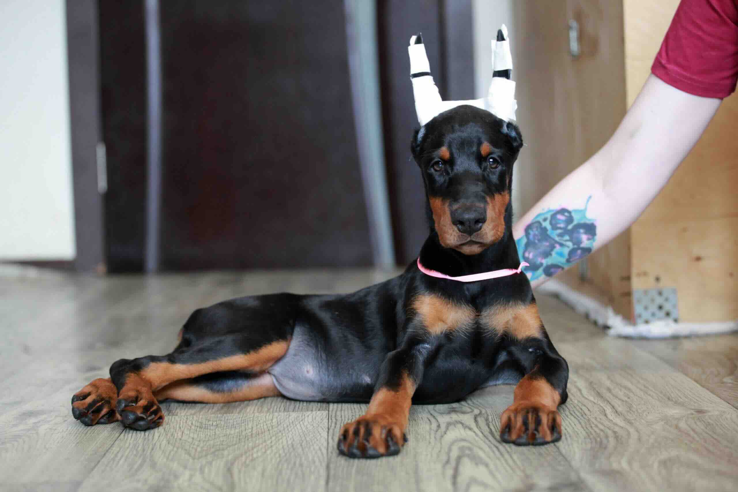 doberman-kupit-shchenka