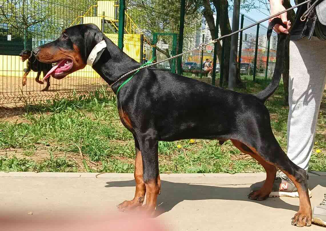 dobermann-kennel-kupit-shchenka