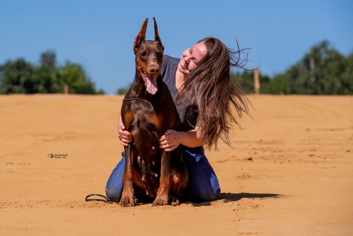 dogs-kennel-Dazzling-Line-doberman-buy-puppy