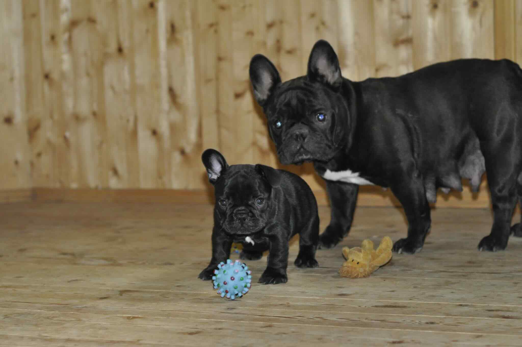 french-bulldog-kupit-shchenka