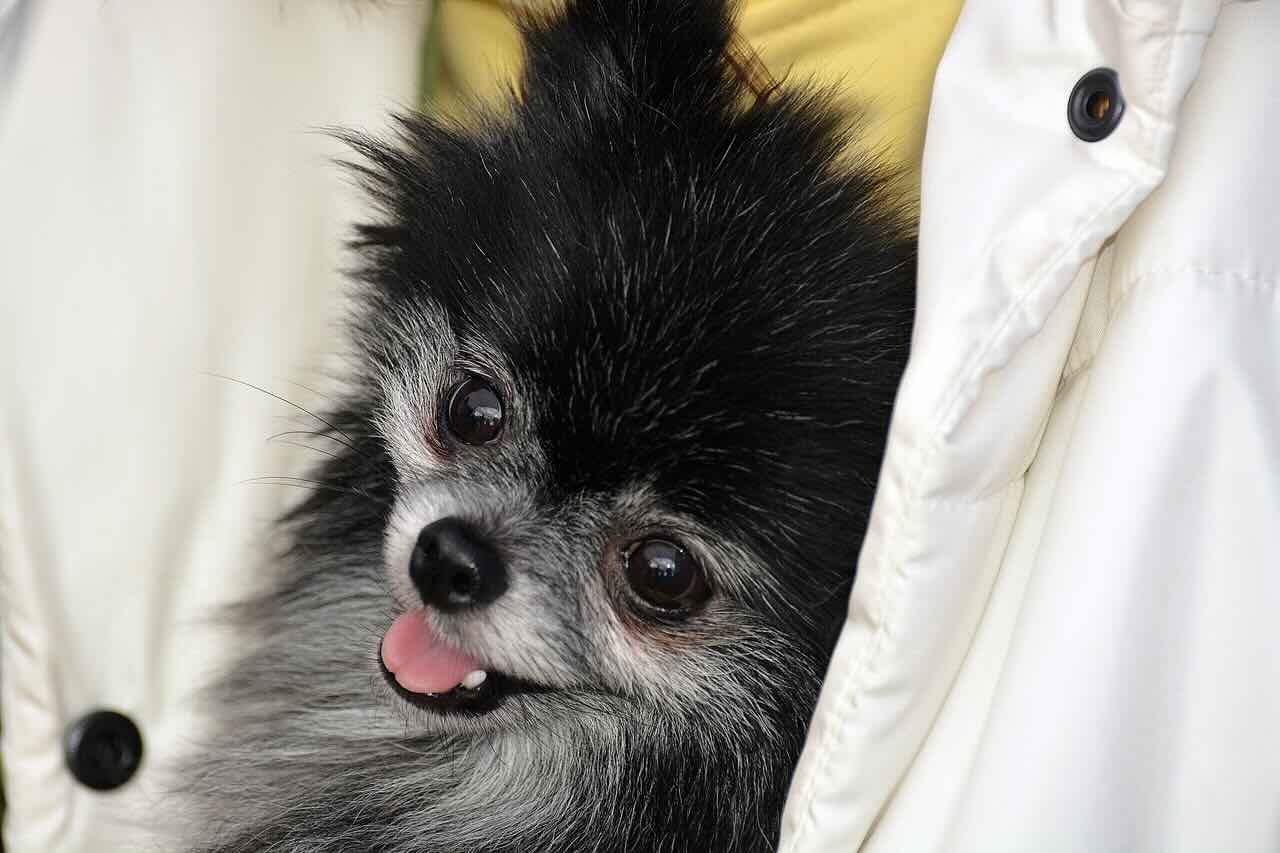 https://zoonika.com/wp-content/uploads/2026/07/kinologicheskij0club-Dogs-VIP-CLUB-dressirovka.jpeg