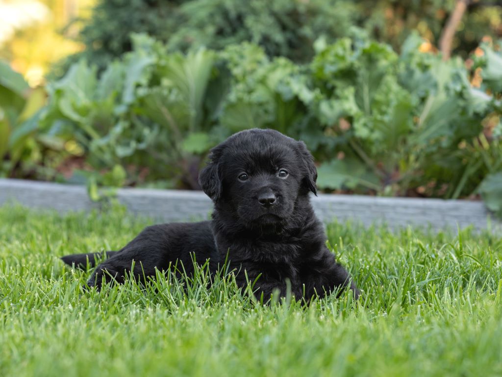 kupit-shchenka-labradora