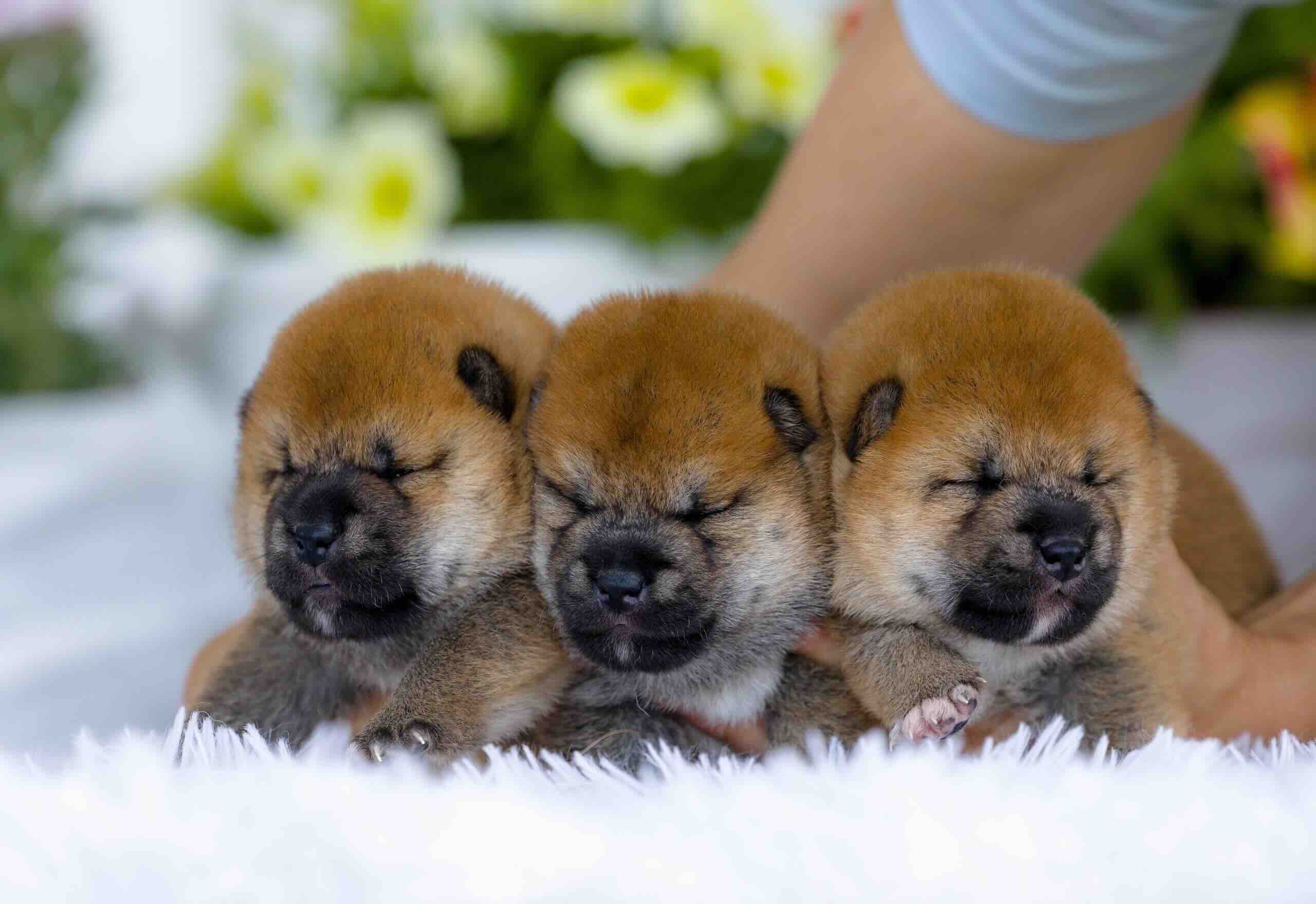 kupit-shchenka-shiba-inu