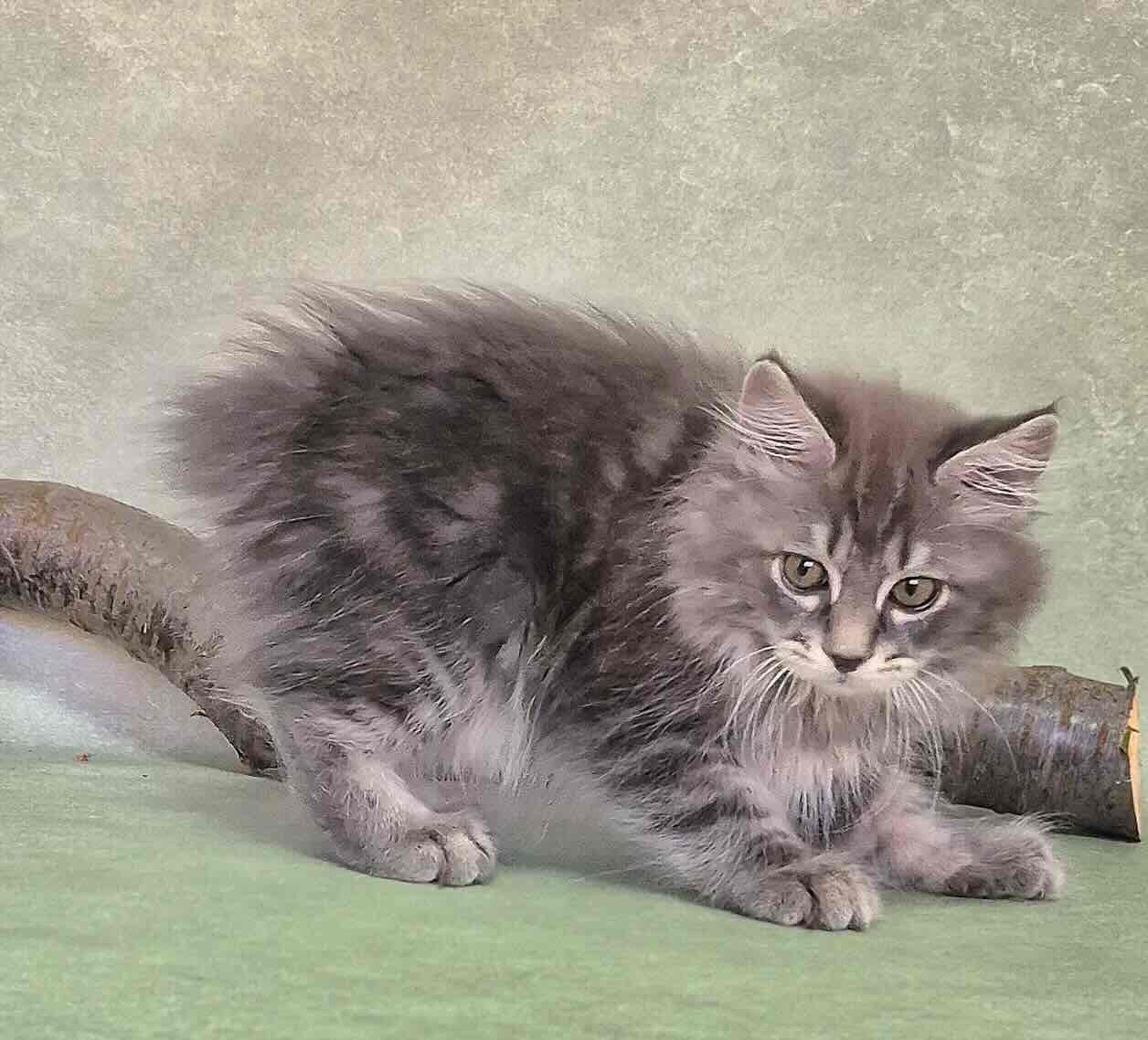 kurilskij-bobtail-kupit-kotenka-v-krasnodare
