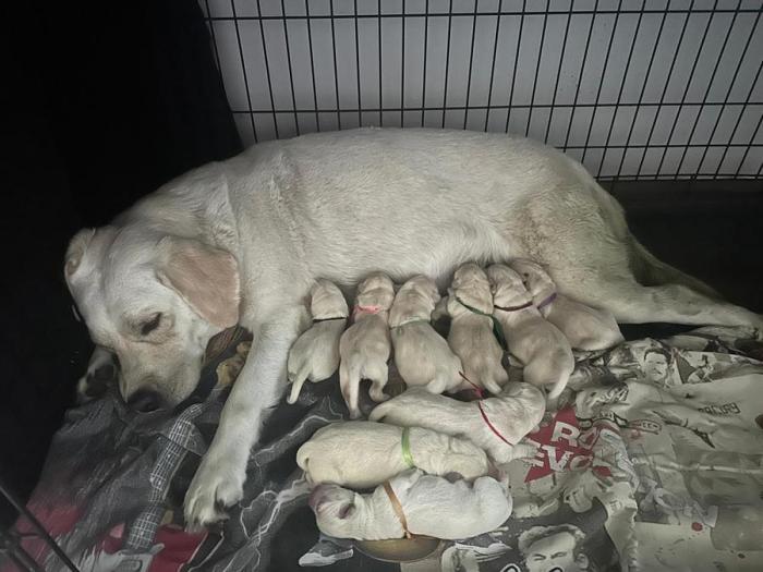 labrador-retriver-kupit-shchenka-v-ekaterinburge