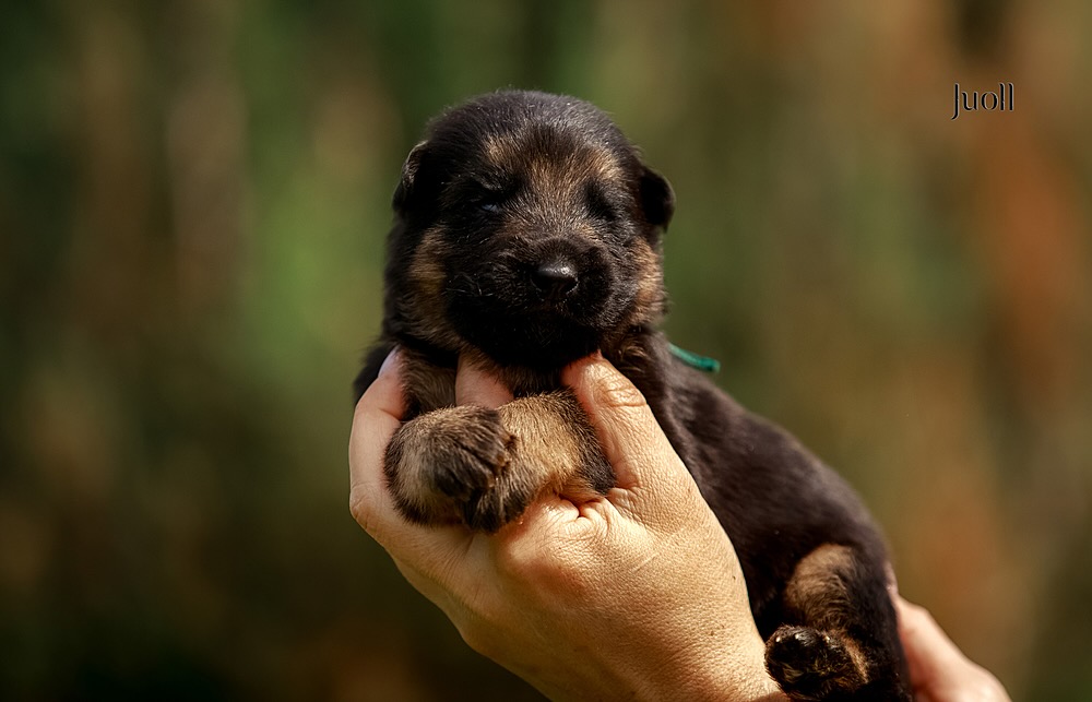 nemeckaja-ovcharka-buy-puppy