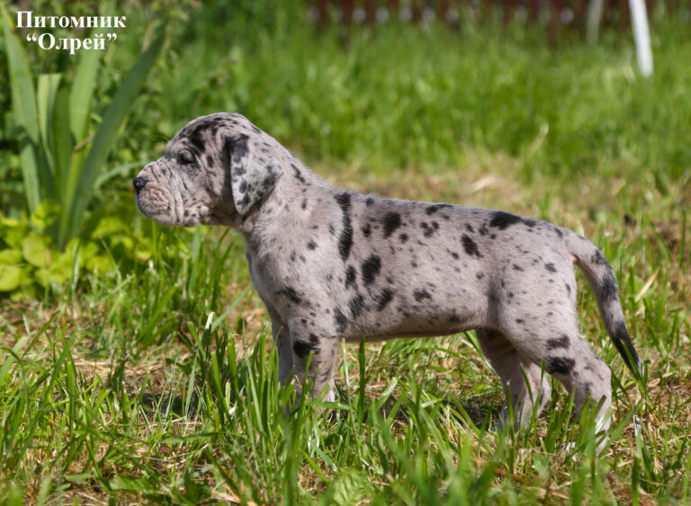 nemeckij-dog-kupit-shchenka