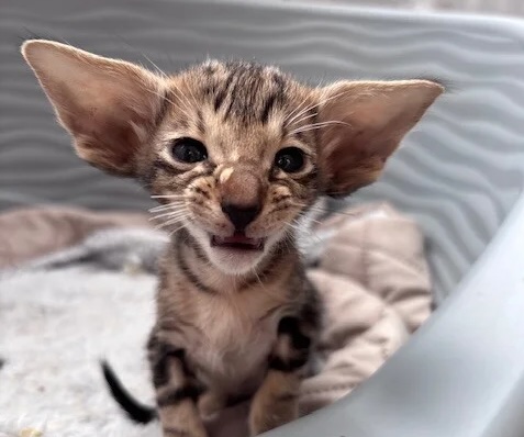 oriental-cat-kupit-kotenka