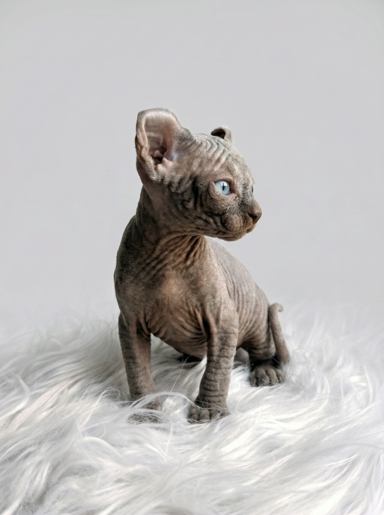 pet_20260701_153000_0