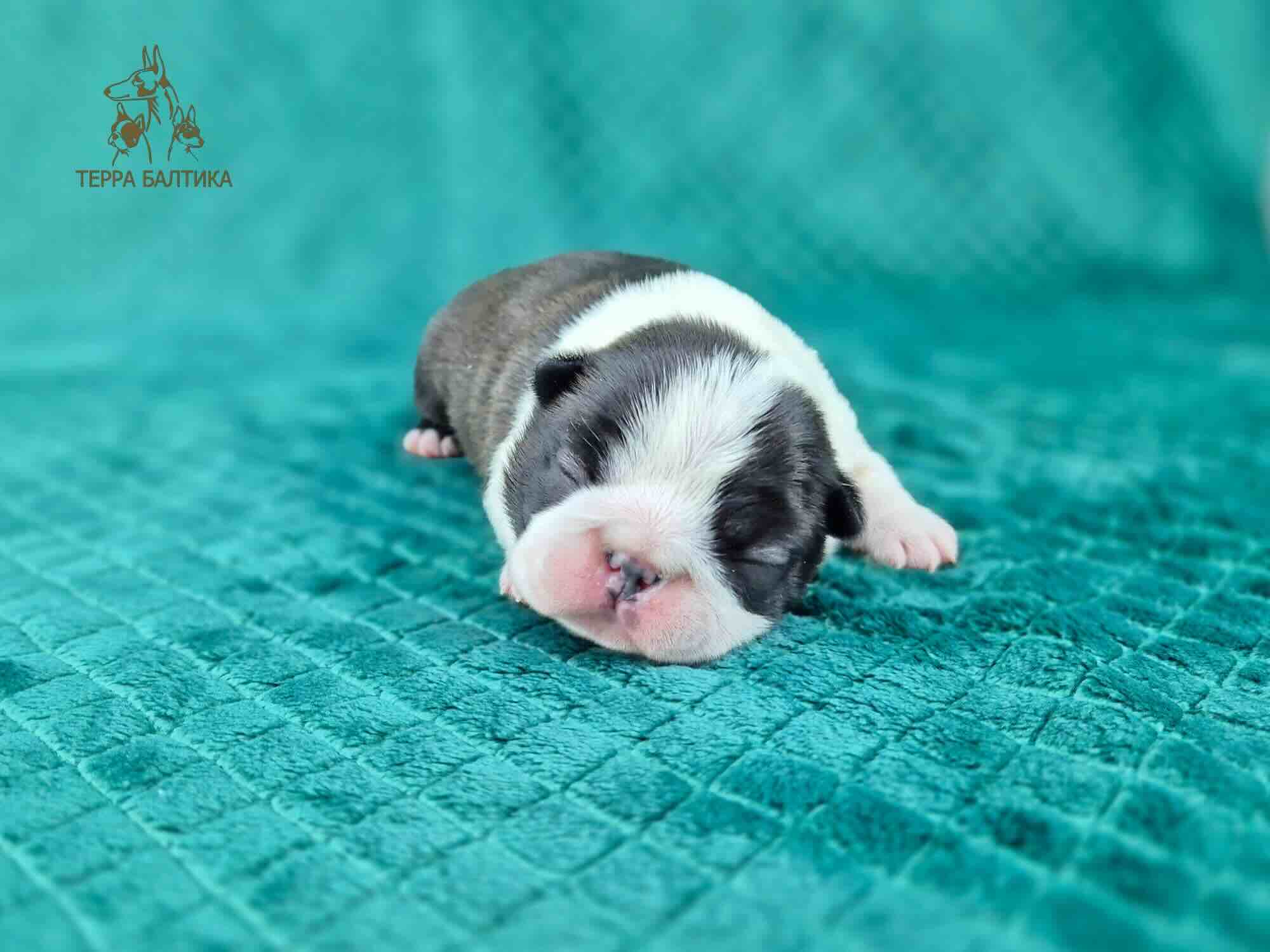 pet_20260712_192449_0