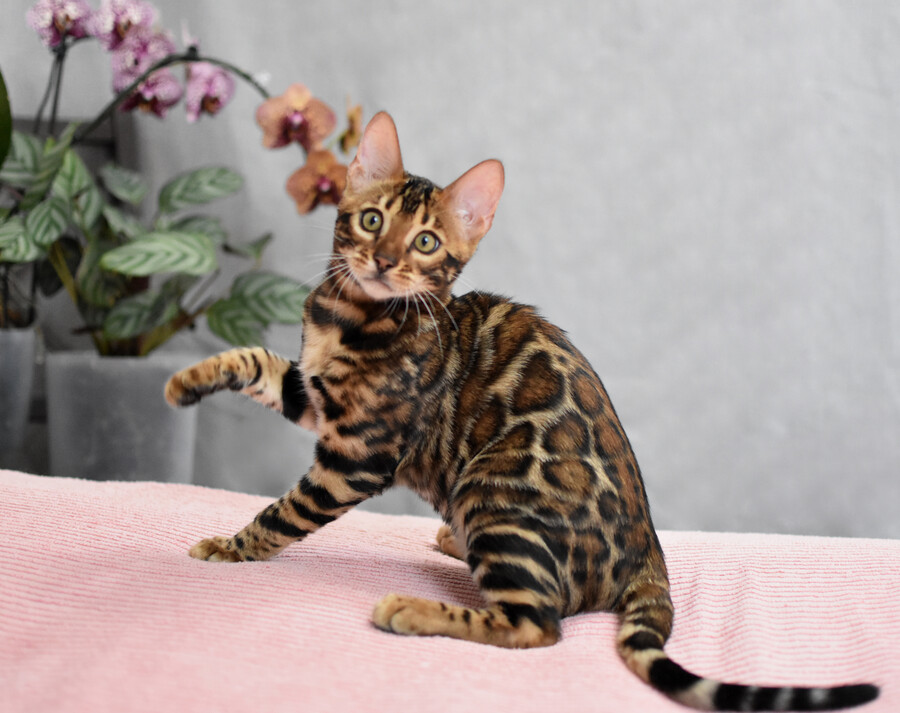 pet_20260716_181559_0