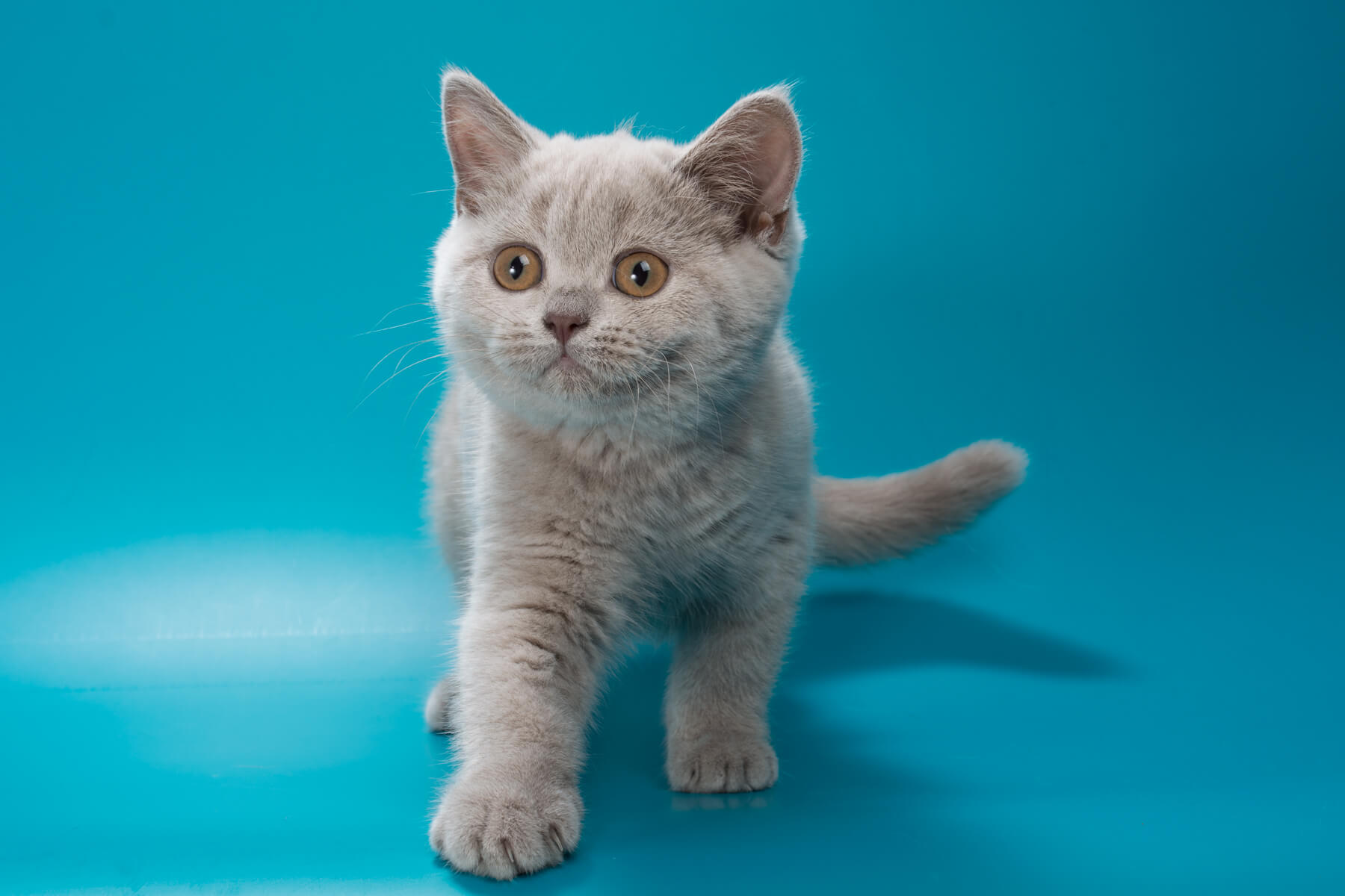 pet_20260716_202154_0
