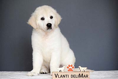 pet_20260717_073558_0
