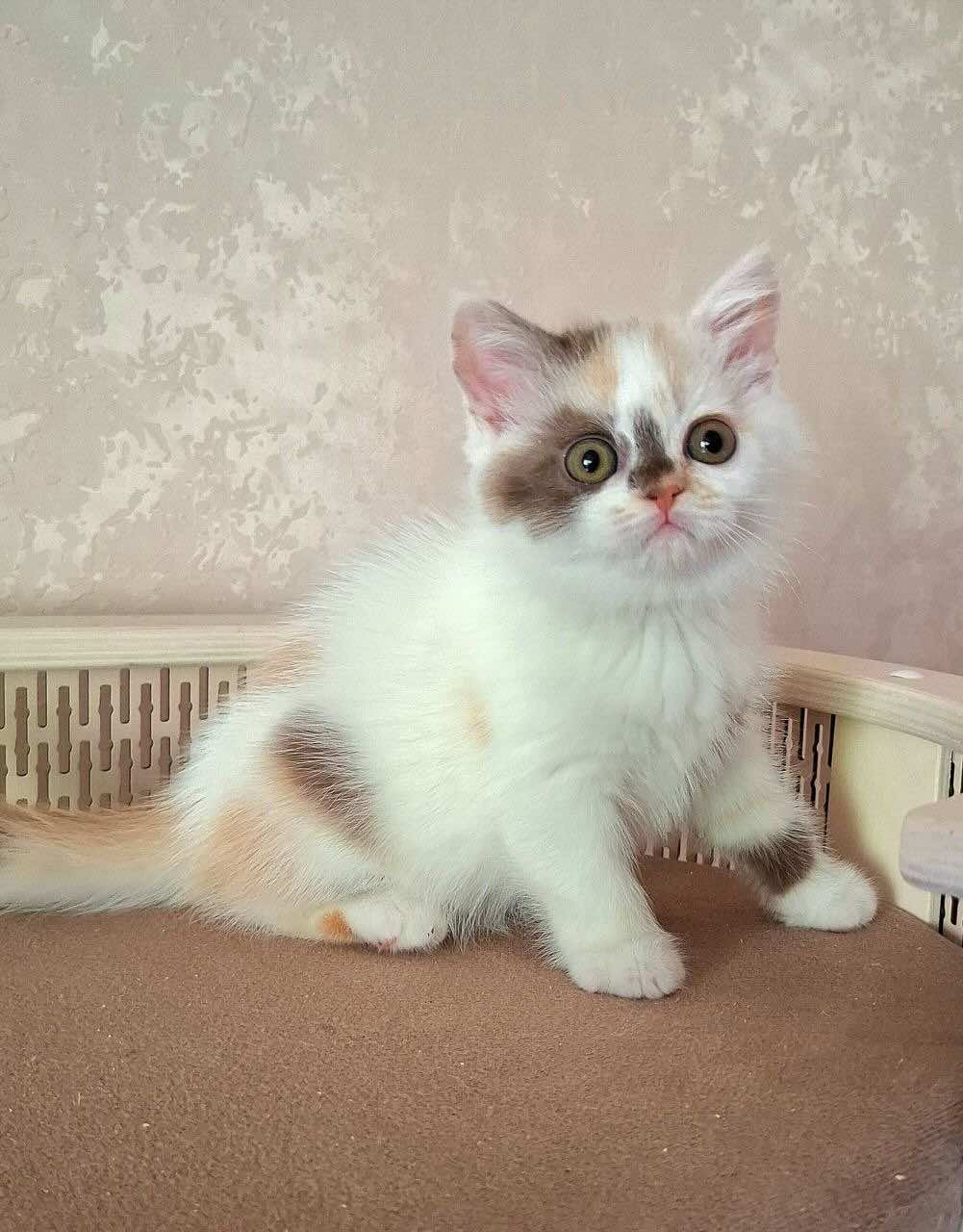 pet_20260717_103142_0