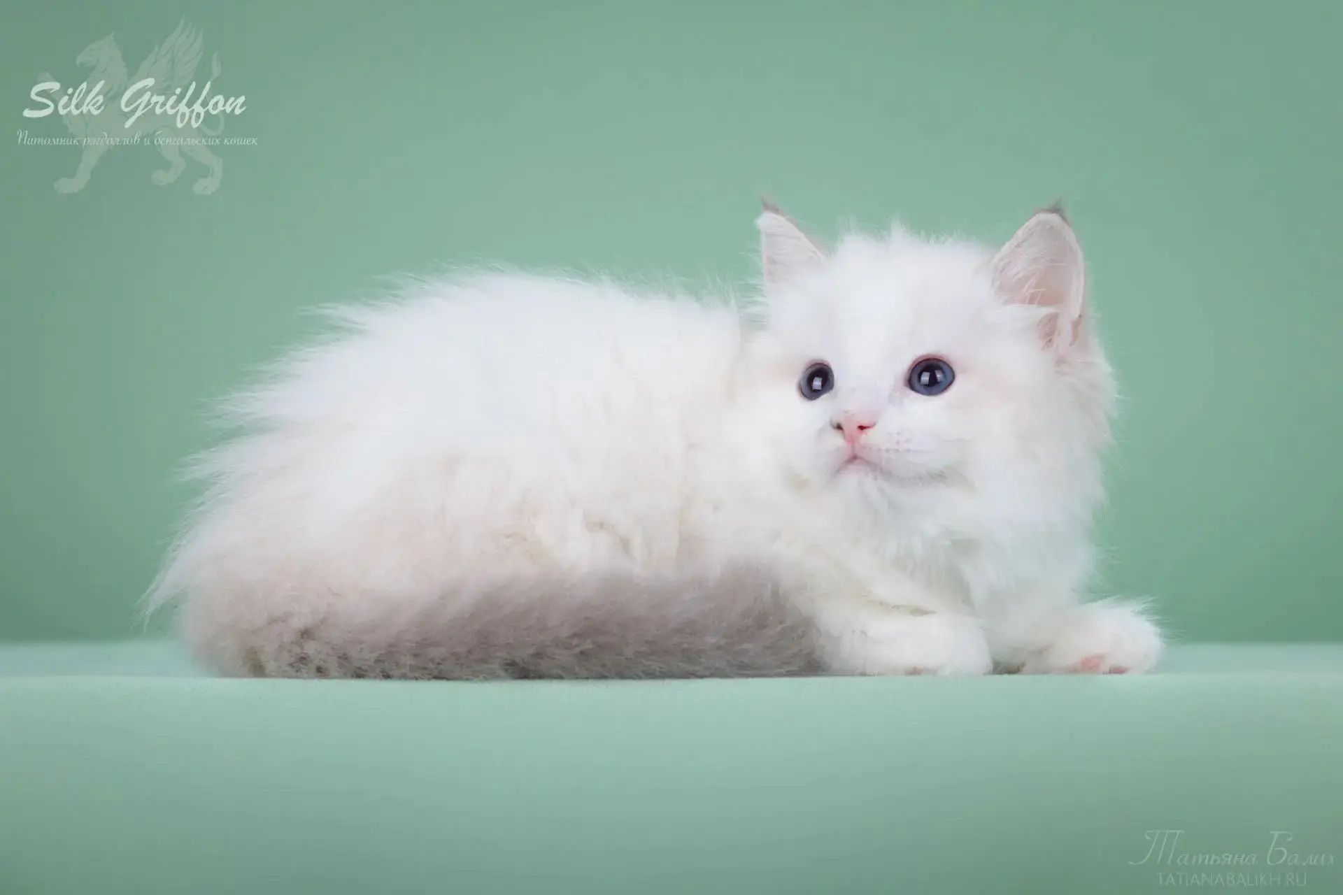 pet_20260728_181832_0