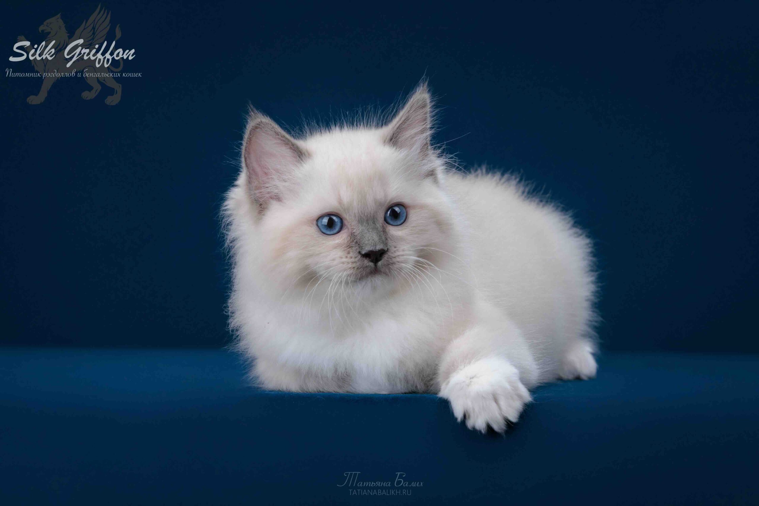 pet_20260728_182117_0