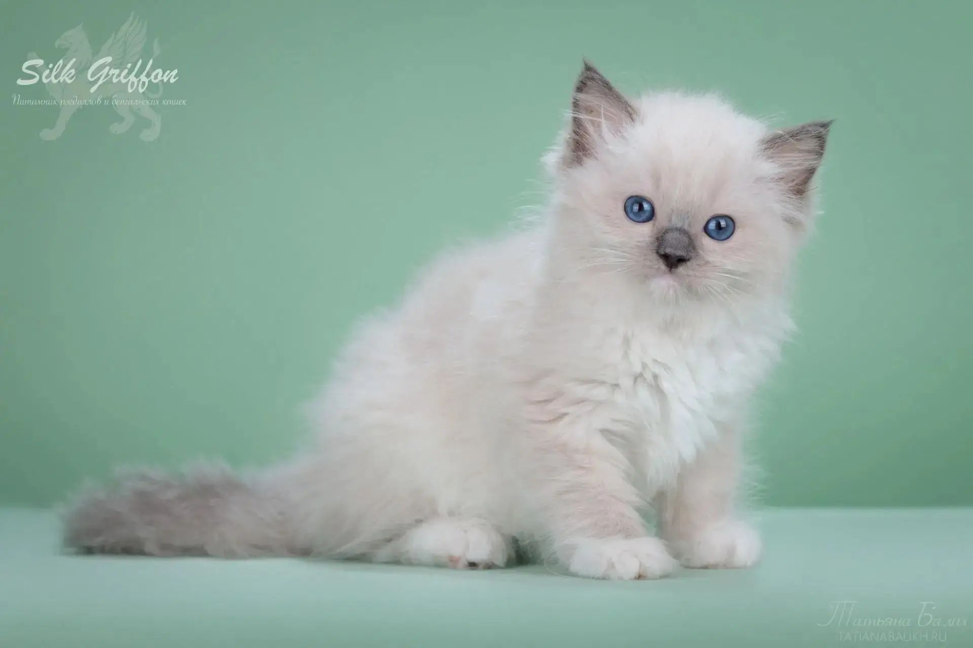 pet_20260730_174337_0