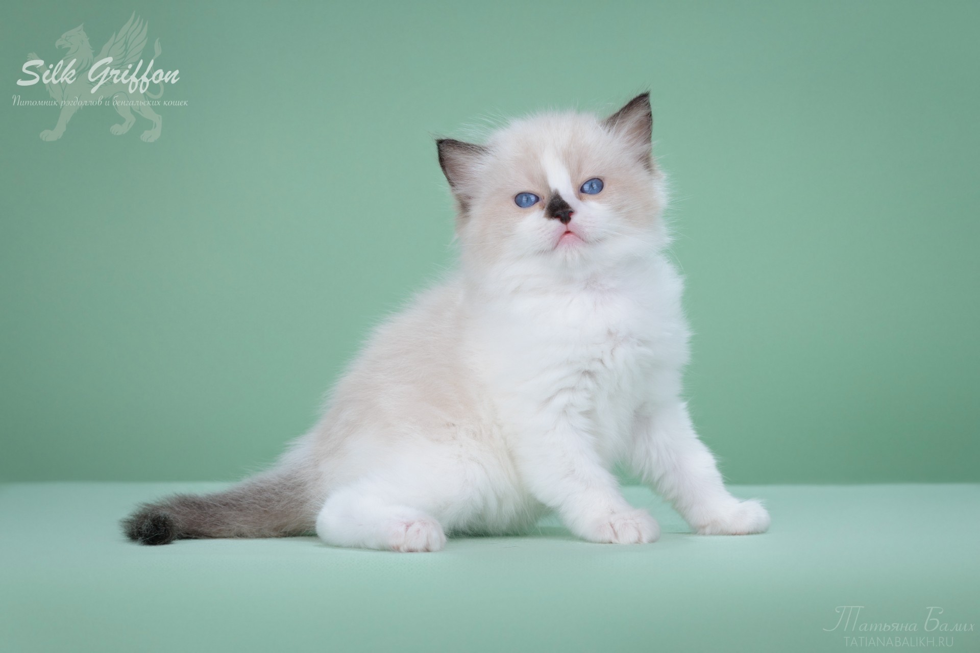 pet_20260730_185238_0
