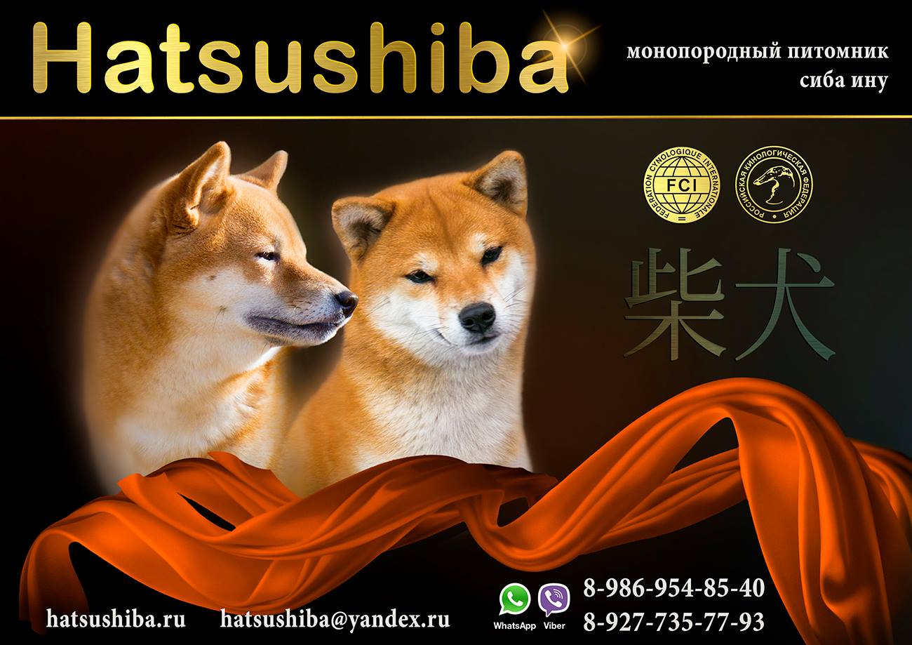 pitomnik-sobak-Hatsushiba-siba-inu-kupit-shchenka-v-samare