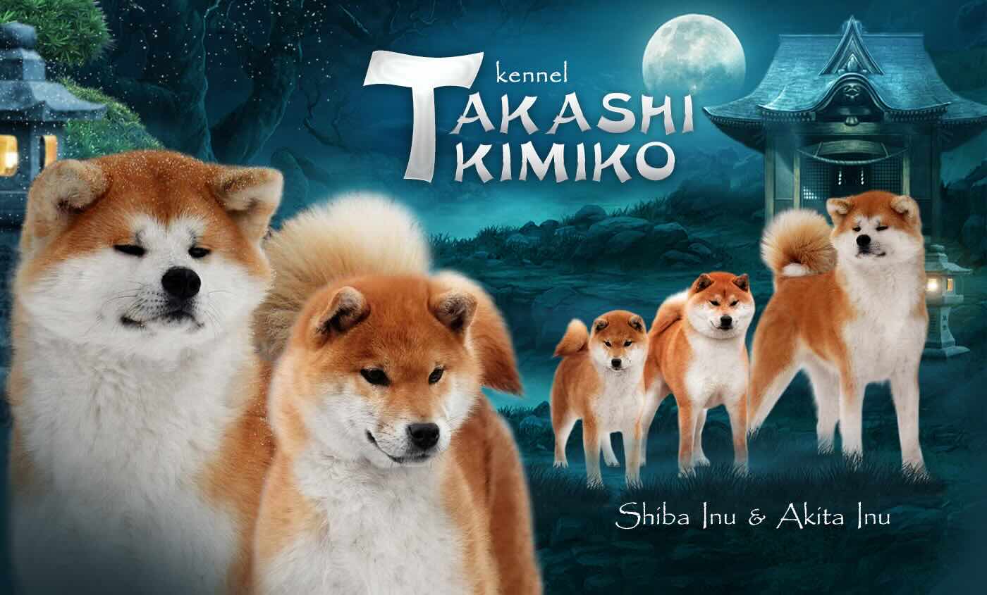 pitomnik-sobak-takashi-kimiko-siba-inu-kupit-shchenka-v-rostove