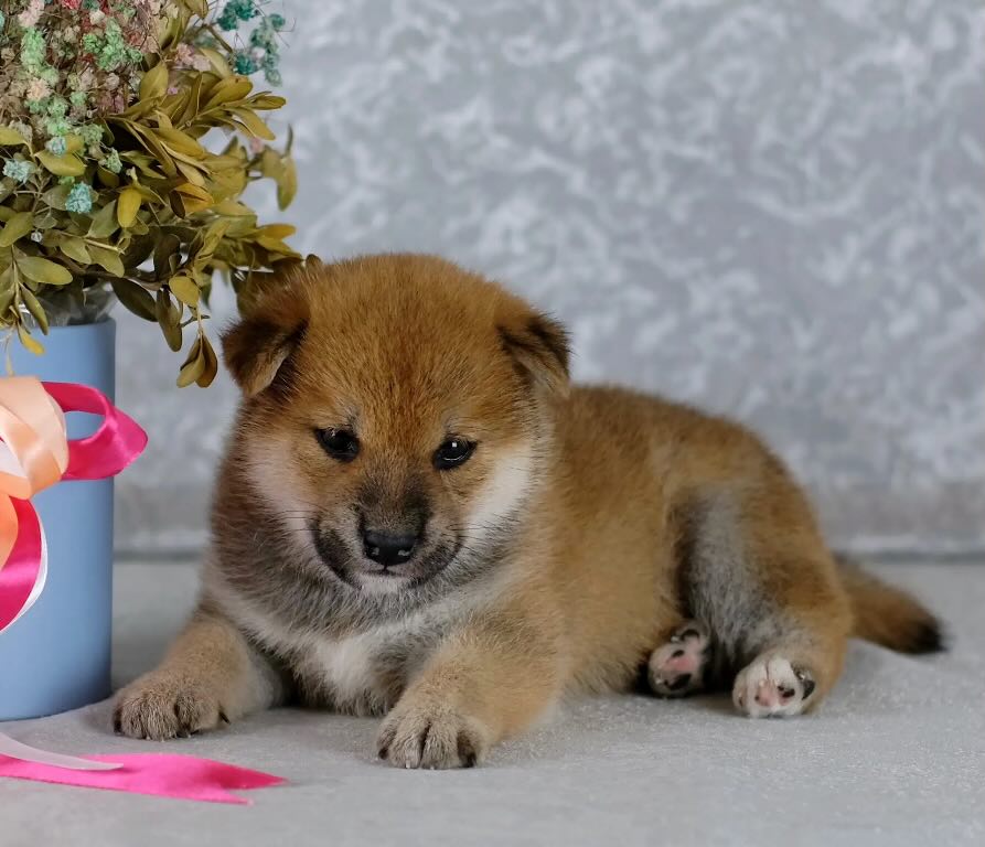 siba-inu-kupit-shchenka-v-rostove-iz-pitomnika