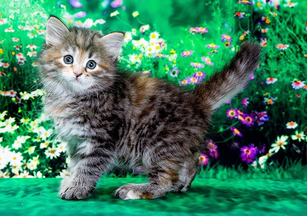 siberian-cat-buy-kitten
