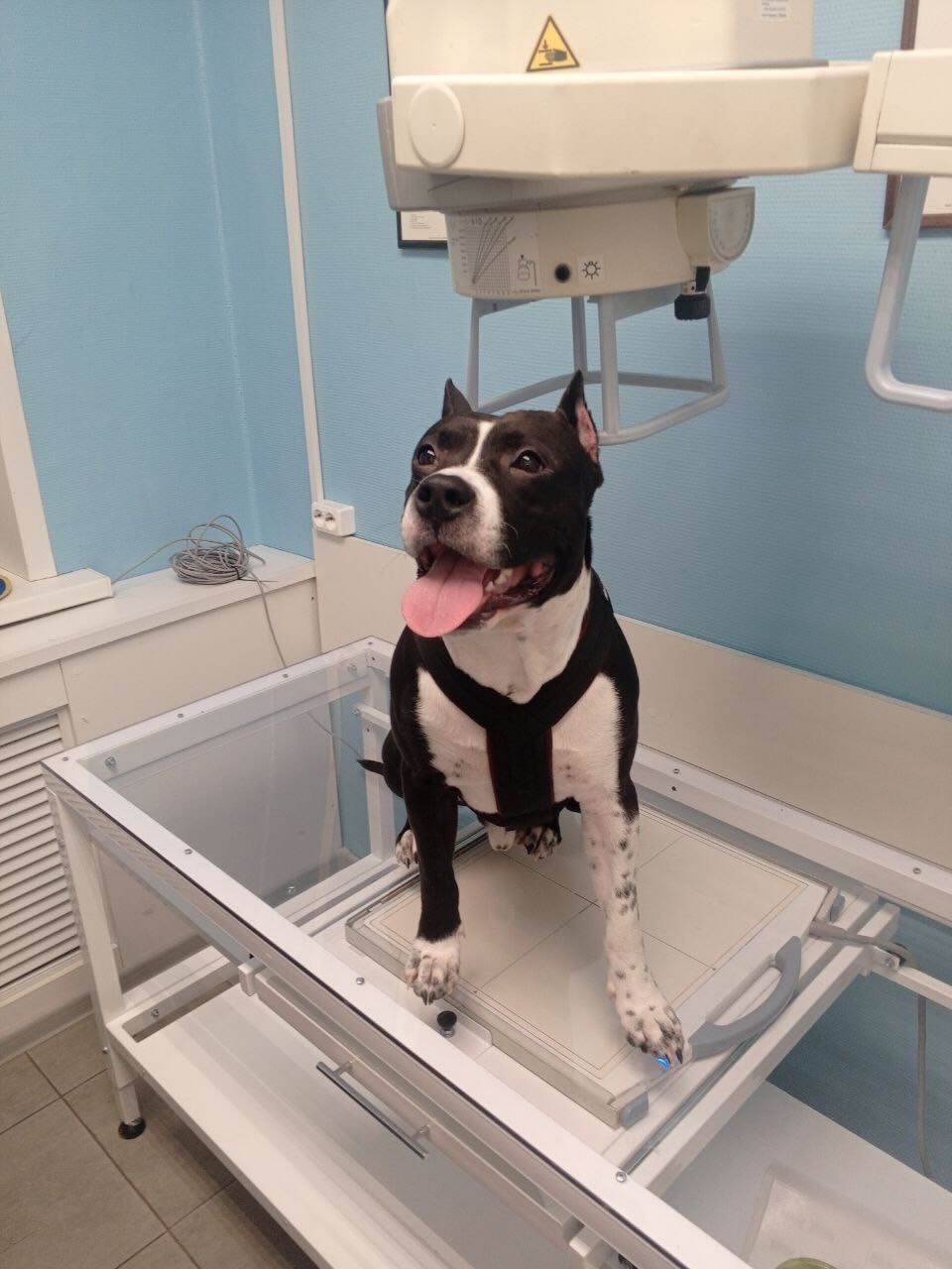 https://zoonika.com/wp-content/uploads/2026/07/snami-vet-vet-clinika-cena.jpeg