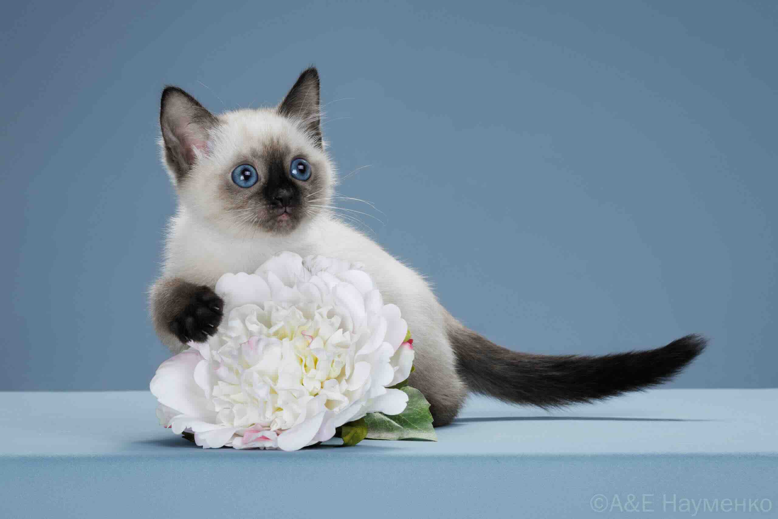 thai-cat-buy-kitten