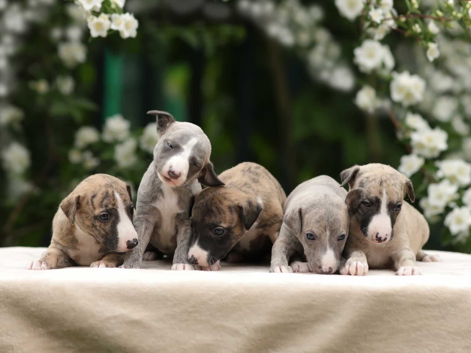 uippet-buy-puppy-2026