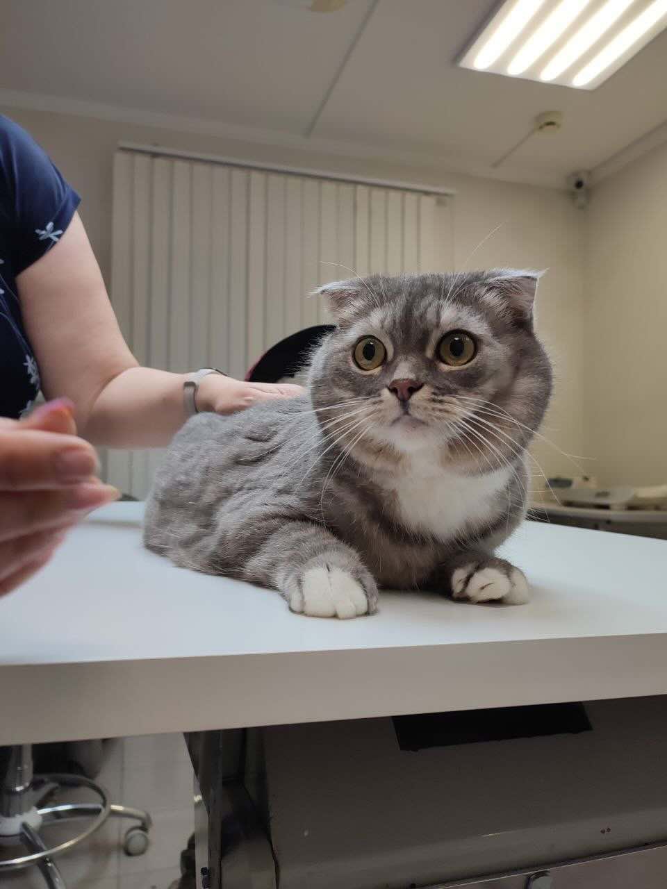 https://zoonika.com/wp-content/uploads/2026/07/vet-clinika-rizgki-adres.jpeg