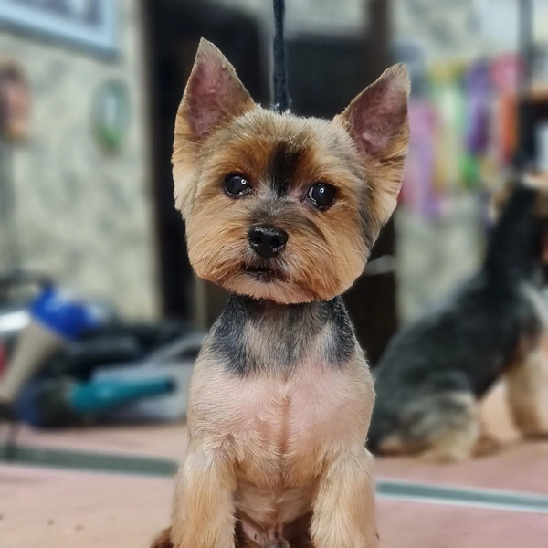 veterinarnaja-clinika-alf-adres