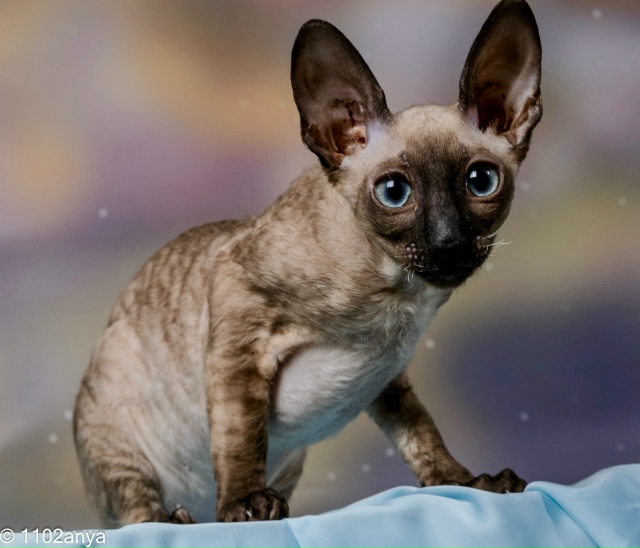 Curly-Lawn-pitomnik-kornish-rexov-objavlenie-oprodage-kotenka