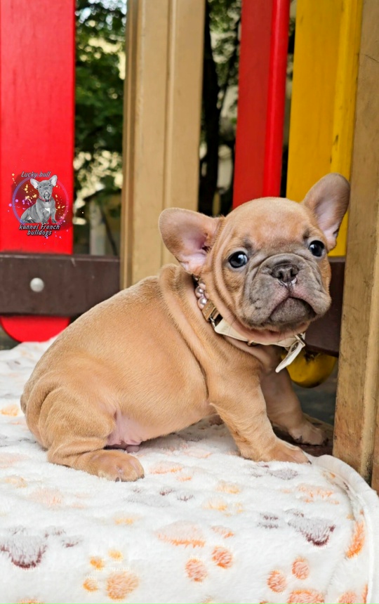 LUCKY-BULL-pitomnik-francuzskih-buldogov-kupit-shhenkov