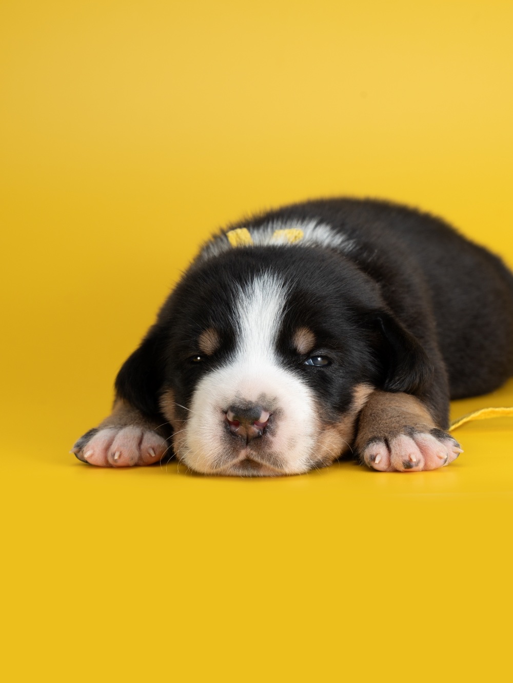Schweizer-Sennenhund-buy-puppy