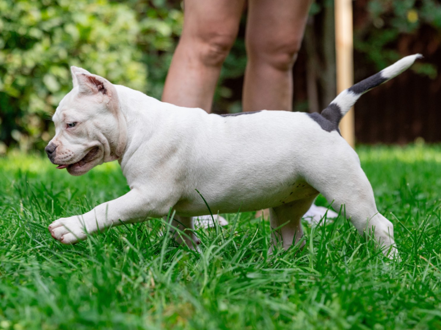 american-bully-buy-puppy