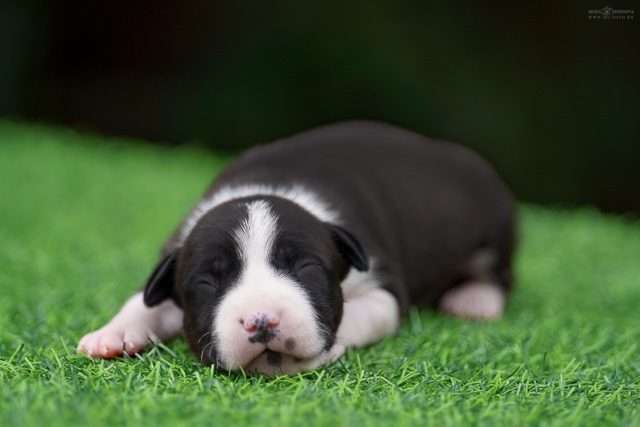 amstaff-kupit-shchenka-v-moskve