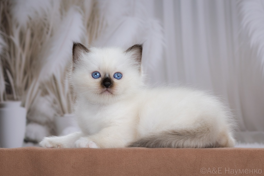 birman-cat-buy-kitten-in-moscow