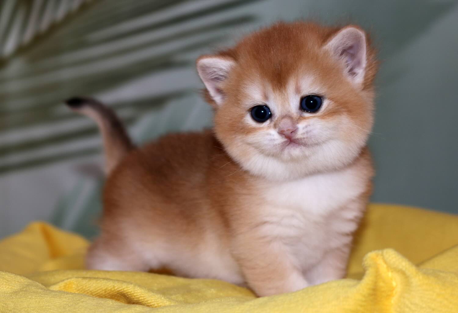 britain-gold-shinshilla-buy-kitten-from-cattery