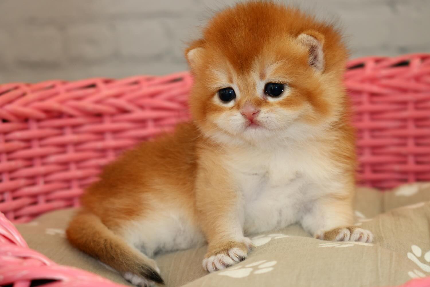 britain-gold-shinshilla-buy-kitten-from-cattery