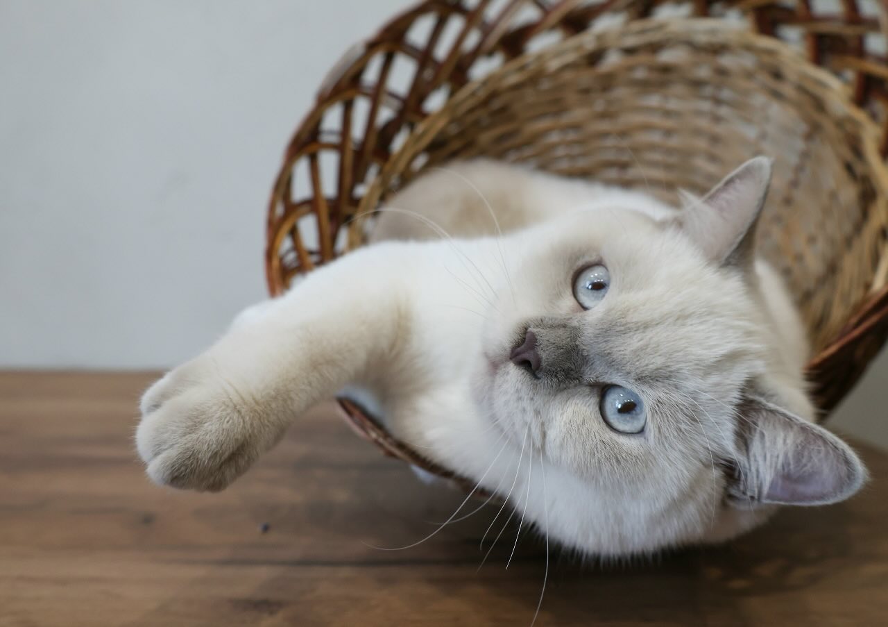 british-cat-shorthair-kupit-kotenka
