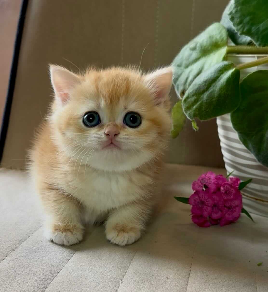 british-golden-shinshilla-kupit-kotenka-from-cattery