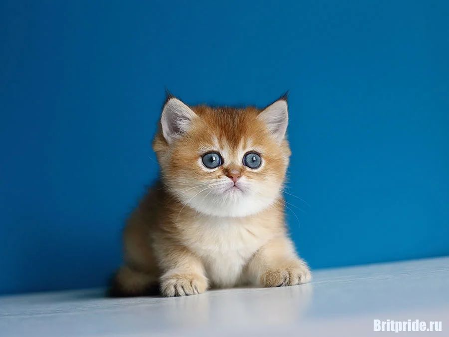 british-shorthair-cat-kupit-kotenka-zolotogo