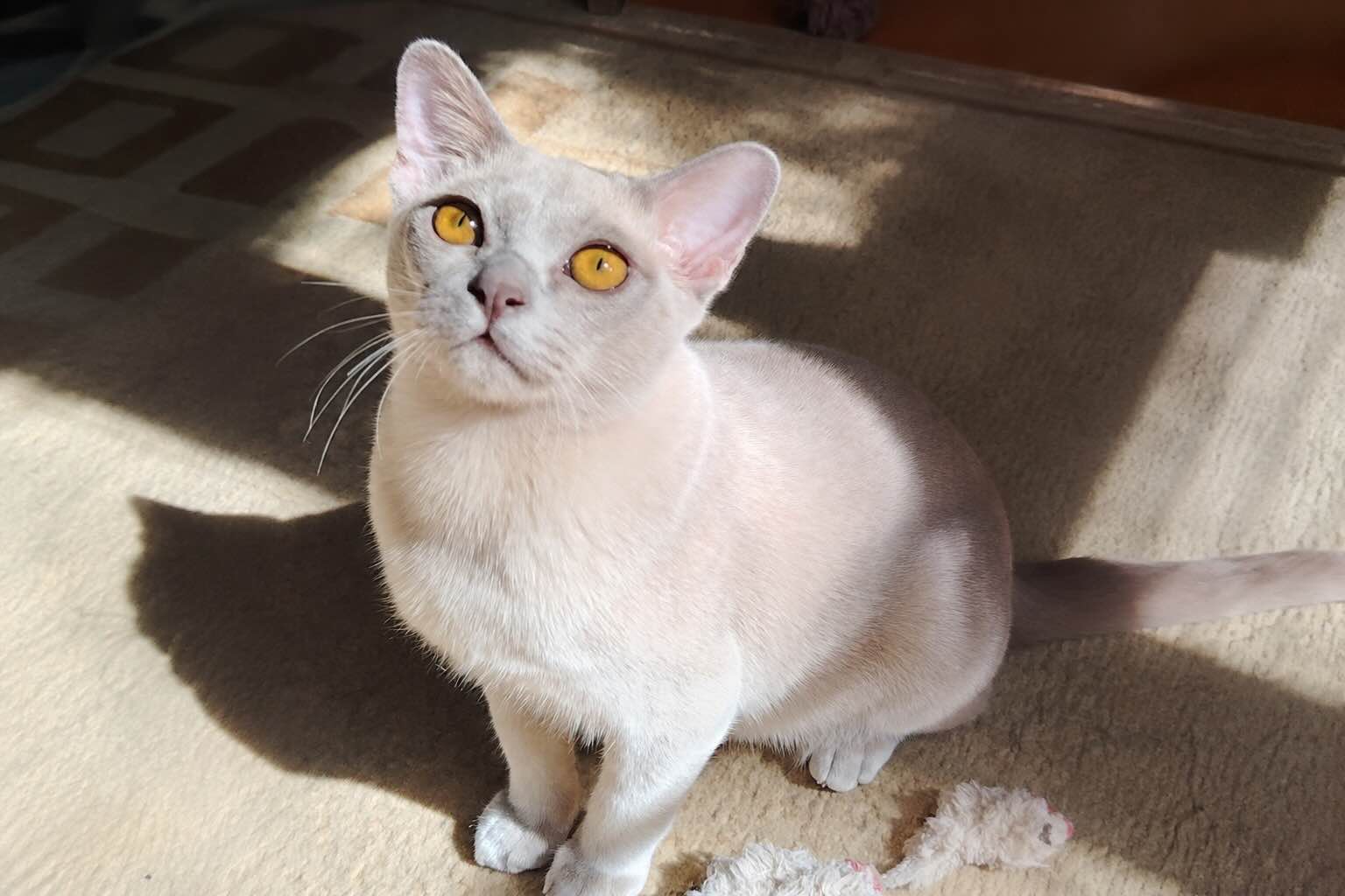 burman-сat-buy-kitten-from-cattery