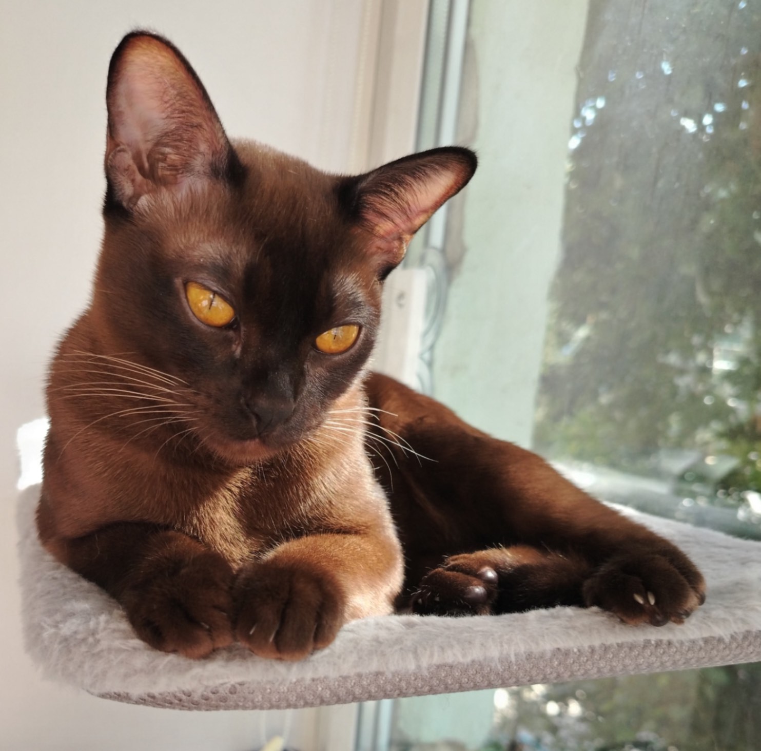 burman-сat-buy-kitten