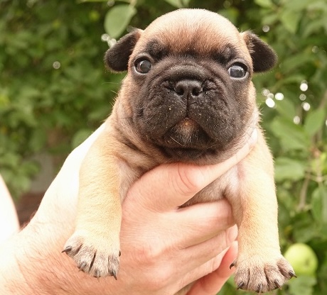 franch-bulldog-kupit-shchenka-v-tule