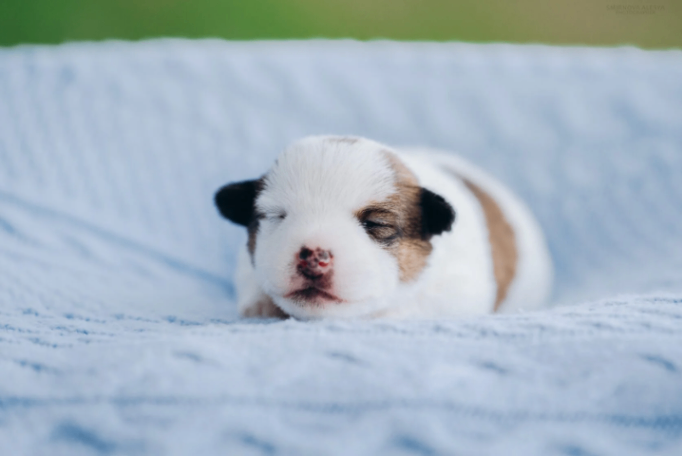 jack-russel-terrier-buy-puppy-from-kennel