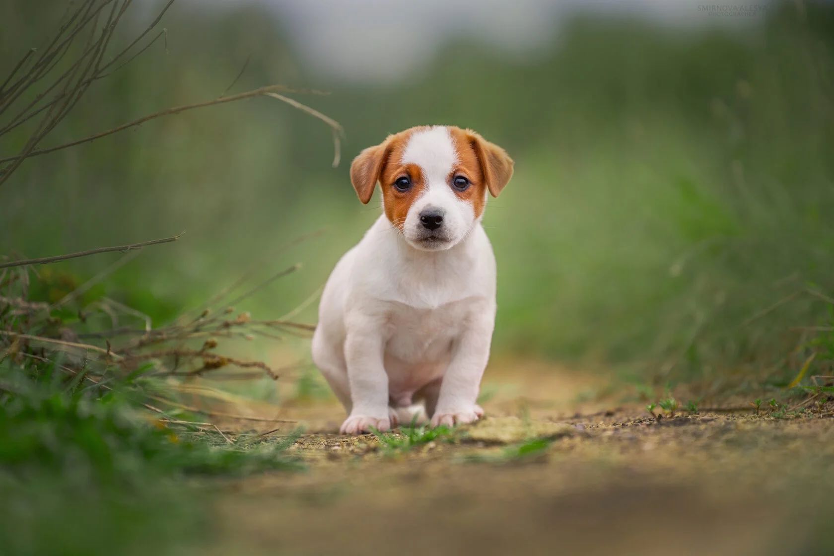 jack-russel-terrier-kupit-shchenka-iz-pitomnika