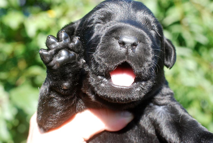 kupit-chernogo-shchenka-labradora